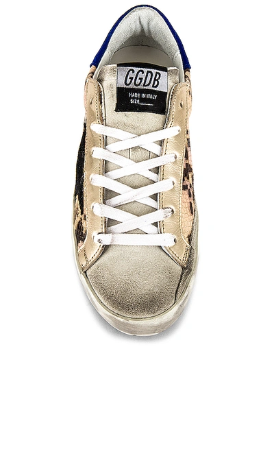 Shop Golden Goose Superstar Sneaker In Python & Black Star