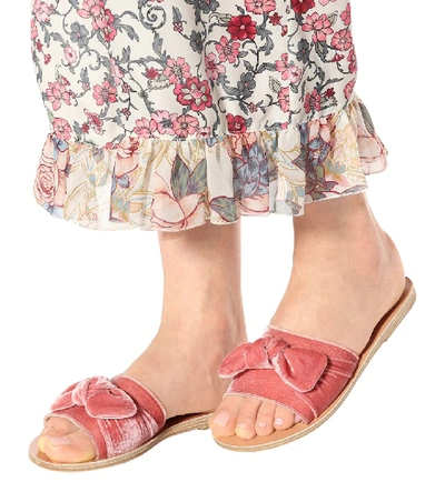 Shop Ancient Greek Sandals Taygete Bow Velvet Sandals In Pink