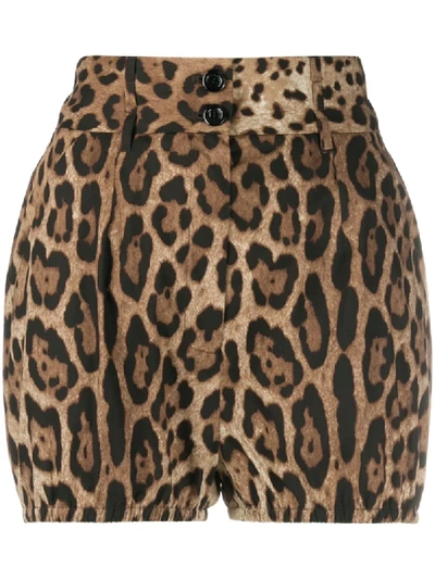 Shop Dolce & Gabbana Leopard-print High-waisted Shorts In Brown
