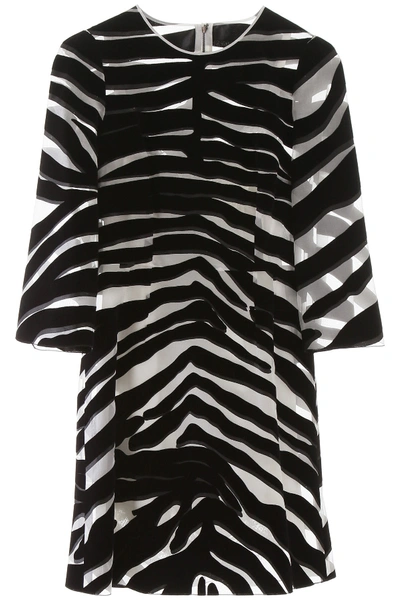 Shop Dolce & Gabbana Flocked Zebra Print Mini Dress In Zebra Nera Fdobianc (white)
