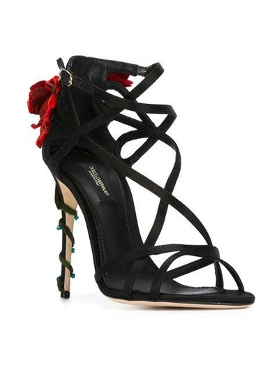 Shop Dolce & Gabbana Climbing Rose Sandals