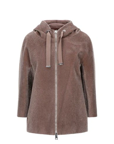 Shop Herno Woman Coat Brown Size 10 Polyamide, Polyester, Cotton, Acetate