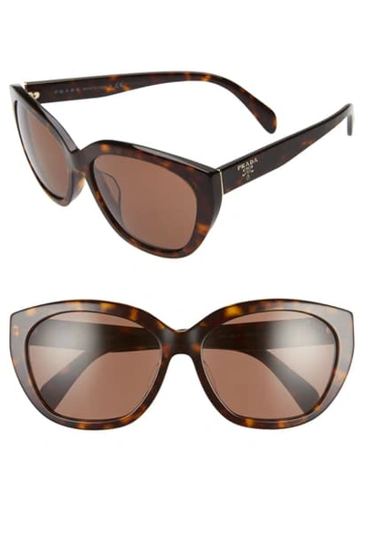 Shop Prada 59mm Cat Eye Sunglasses In Havana/ Brown Solid