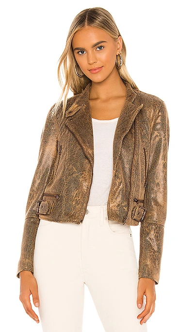 Shop Free People Snake Skin Fenix Jacket In Black Combo