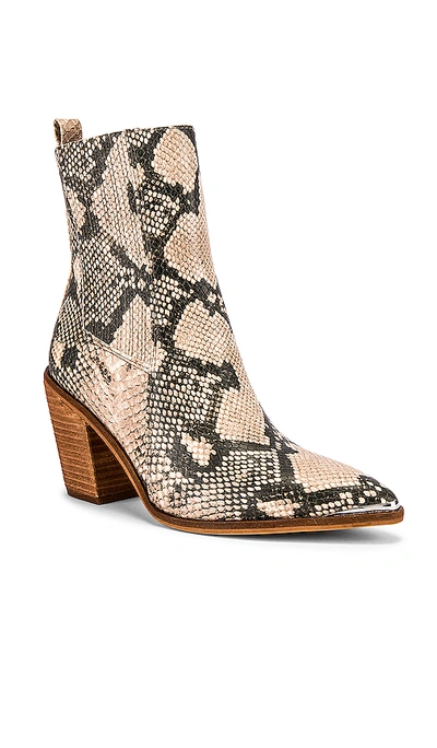 Shop Steve Madden Chels 부티 In Tan Snake