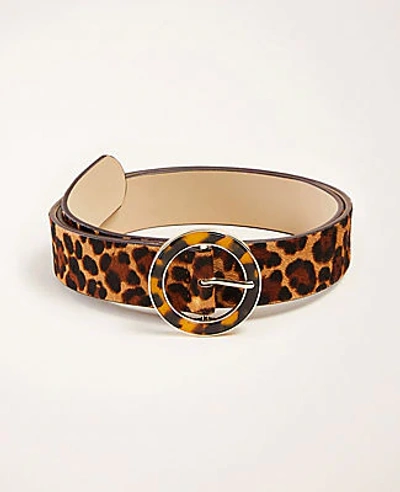 Shop Ann Taylor Haircalf Tortoiseshell Print Buckle Belt In Brown Multi