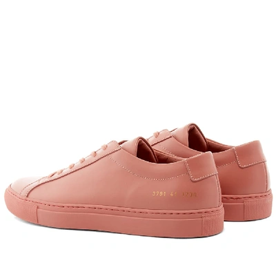 Shop Common Projects Woman By  Original Achilles Low In Pink