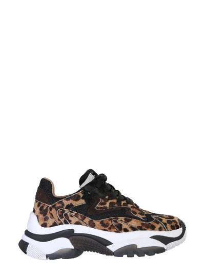 Shop Ash Addict Sneakers In Animalier