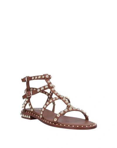 Shop Ash Sandals In Cocoa