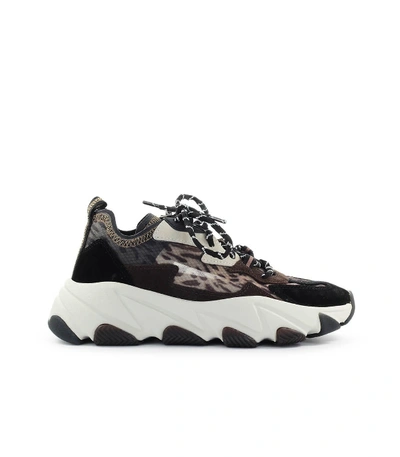 Shop Ash Eclipse Bis Leopard Sneaker In Leopardato (multicolor)
