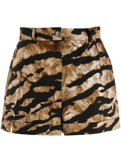 Shop Dolce & Gabbana Tiger-print Tailored Shorts In Black