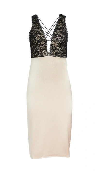 Shop Alice And Olivia Vanita Lace Combo Fitted Mid Dress In Sepia/black