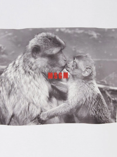 Shop Msgm Monkey Kiss Print T In White