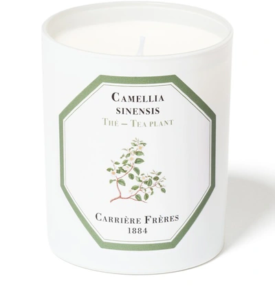 Shop Carriere Freres Scented Candle Tea Plant - Camellia Sinensis 185 G In White