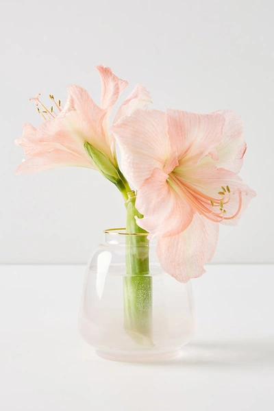 Shop Anthropologie Marilyn Vase In Pink