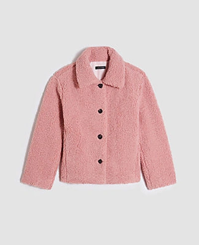 Shop Ann Taylor Short Teddy Coat In Dainty Mauve