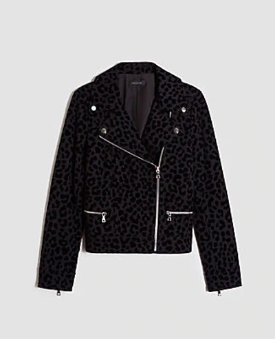 Shop Ann Taylor Cheetah Print Moto Jacket In Black Multi