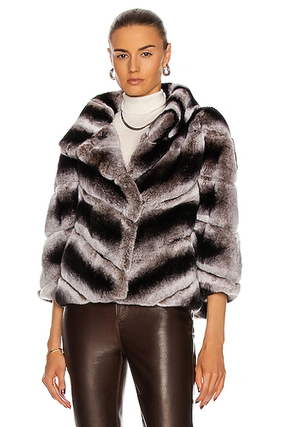 Yves Salomon Rex Rabbit Band Jacket In New Chinchilla