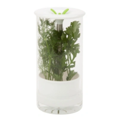 Honey Can Do Glass Herb Preserver In White