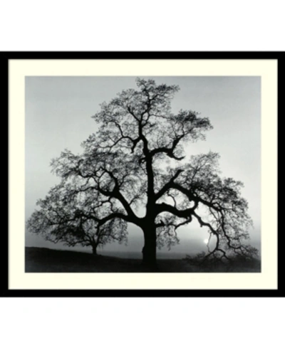 Shop Amanti Art Oak Tree, Sunset City, California, 1962 Framed Art Print