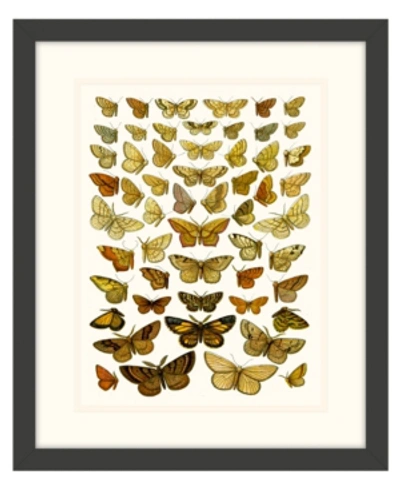 Shop Melissa Van Hise Butterfly Charts Iv Framed Giclee Wall Art In Multi
