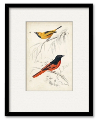 Shop Courtside Market D'orbigny Birds Viii 16" X 20" Framed And Matted Art In Multi