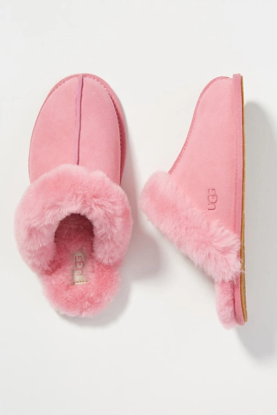 Shop Ugg Scuffette Slippers In Pink