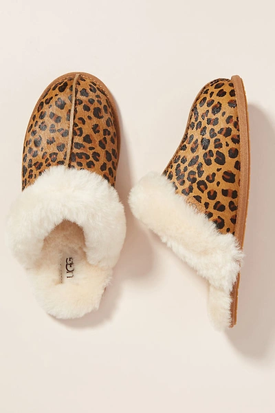 Shop Ugg Leopard Scuffette Slippers In Assorted