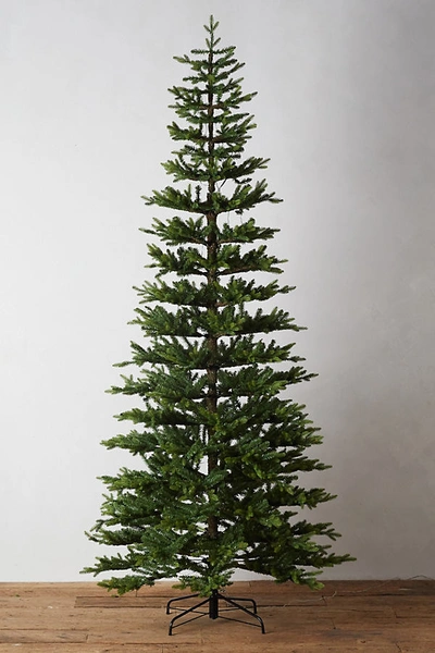 Shop Terrain Faux Pre-lit Led Queensland Tree By  In Assorted Size L