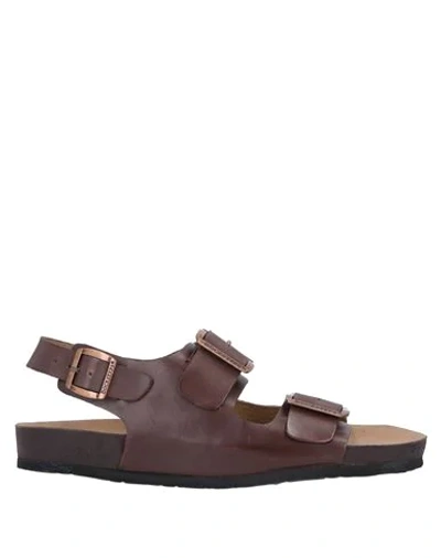 Shop Docksteps Sandals In Dark Brown