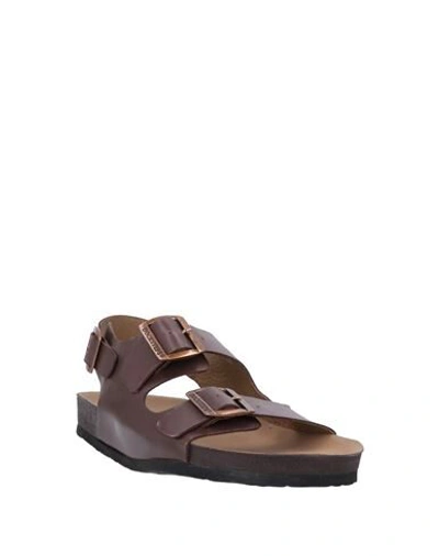 Shop Docksteps Sandals In Dark Brown