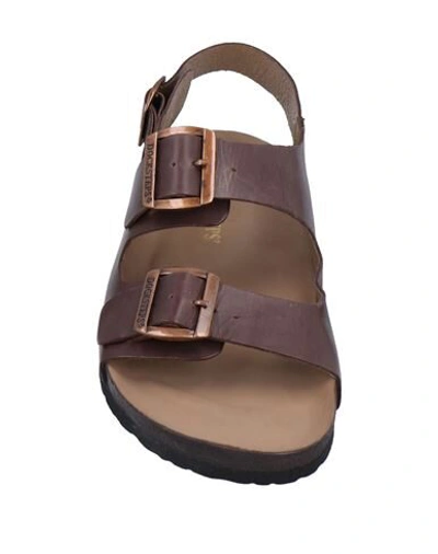 Shop Docksteps Sandals In Dark Brown