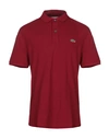 Lacoste Polo Shirt In Burgundy