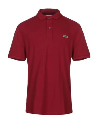 Lacoste Polo Shirt In Burgundy