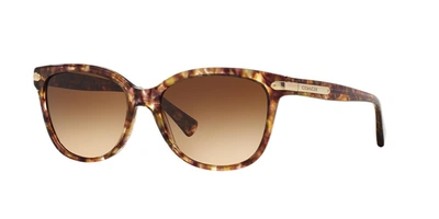 Coach Cat-eye Sunglasses W/ Logo Plate Temples In Brown Gradient