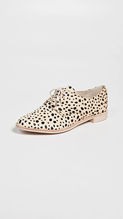 Dolce Vita Kyle Lace Up Oxfords In Leopard