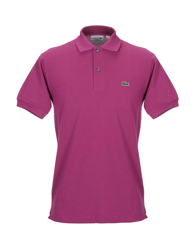 Lacoste Polo Shirts In Mauve