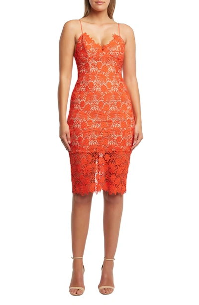 Bardot tayla lace cocktail dress hotsell