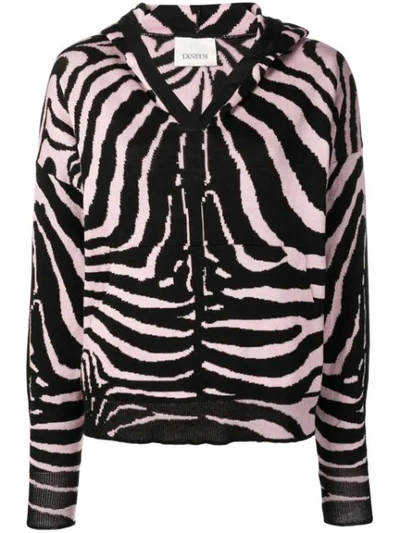 Laneus Zebra Pattern Hooded Jumper In Pink