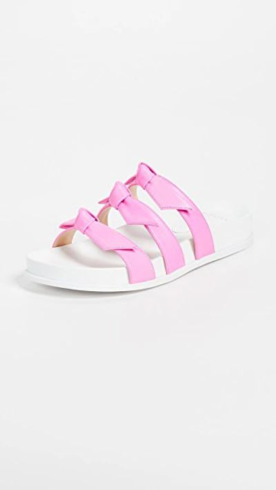 Alexandre Birman Lolita Bow Slide Sandal In Pink Fluo/white