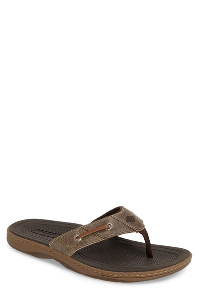 Sperry Men's Baitfish Sandals Men's Shoes In Brown