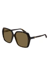 Gucci 56mm Square Sunglasses In Shiny Dark Havana/ Brown Solid