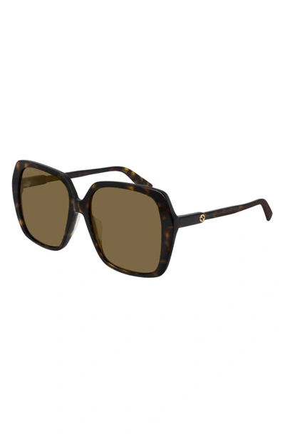 Gucci 56mm Square Sunglasses In Shiny Dark Havana/ Brown Solid