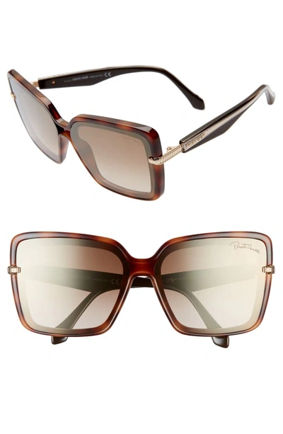 Roberto Cavalli 62mm Oversize Flat Front Butterfly Sunglasses In Dark Havana/ Brown Mirror