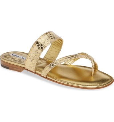 Manolo Blahnik 'susa' Genuine Snakeskin Sandal In Gold Watersnake