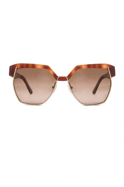 Chloé Chloe Dafne Sunglasses In Light Havana