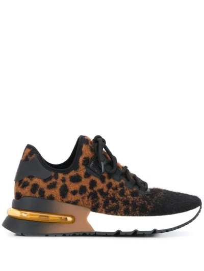 Ash Krush Leopard Sneakers In Black
