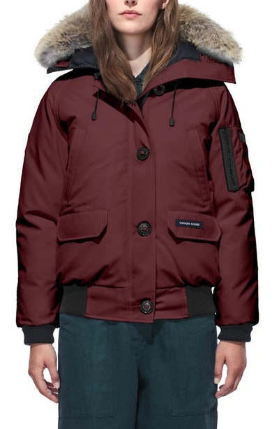 Canada Goose Chilliwack Hooded Down Bomber Jacket With Genuine Coyote Fur Trim In Elderberry