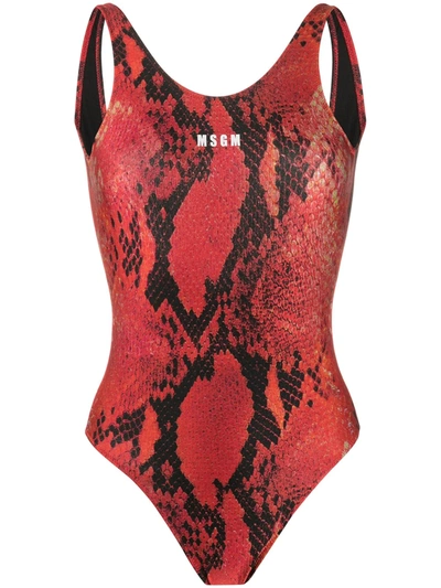 Msgm Snake Print Swimsuit In Red