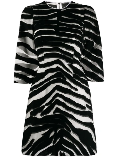 Dolce & Gabbana Flocked Zebra Print Mini Dress In White,black